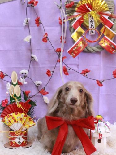 20230126ぺこちゃん